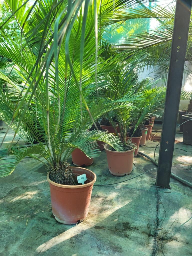 Cycas revoluta, 30/40 hoog., Ophalen of Verzenden