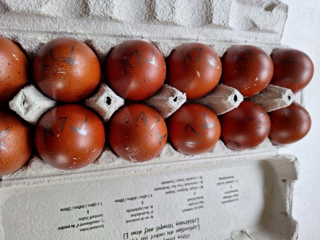 Broedeieren van marans zwart koporhals, Enlèvement