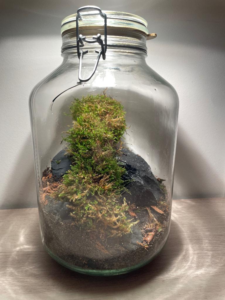 Terrarium, Autres espèces, Ombre complète, En pot, Moins de 100 cm