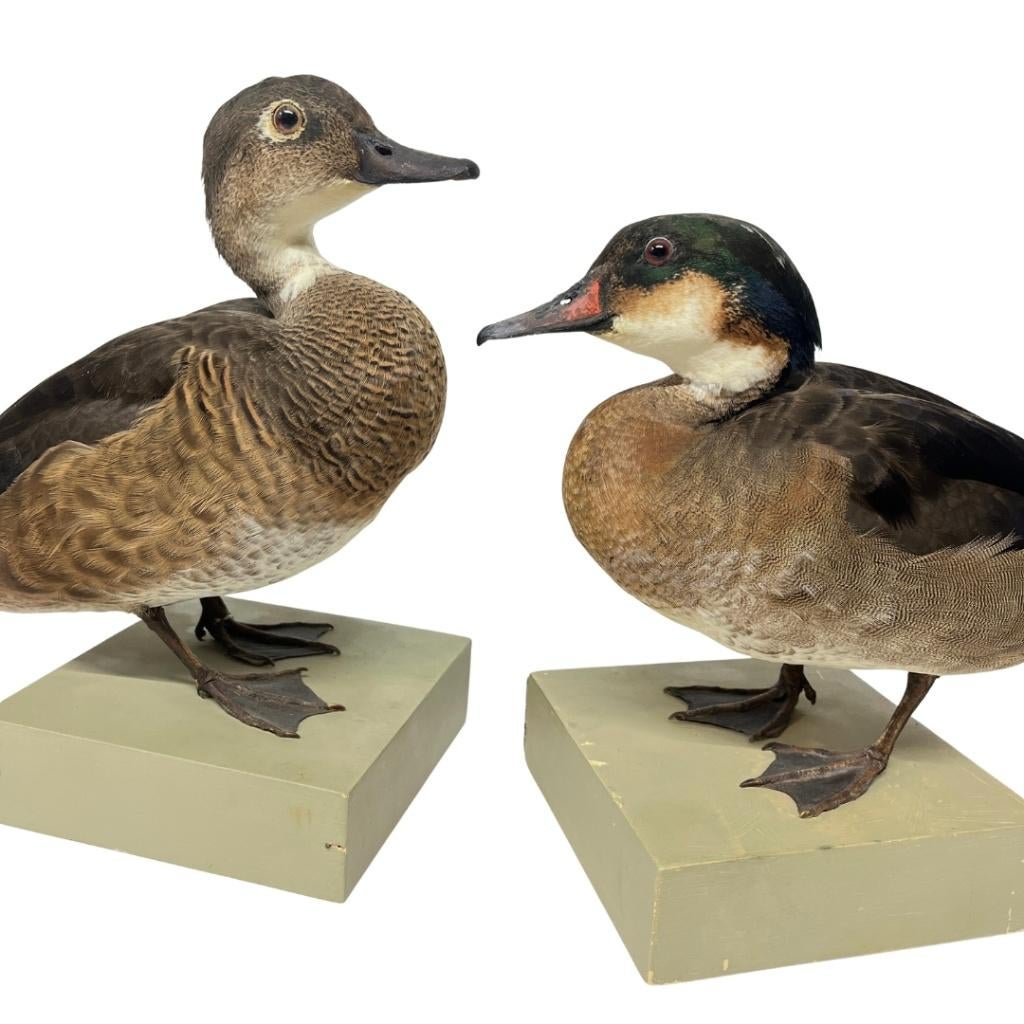 Antiek paar opgezette eenden te koop!, Ophalen of Verzenden, Nieuw, Vogel, Opgezet dier