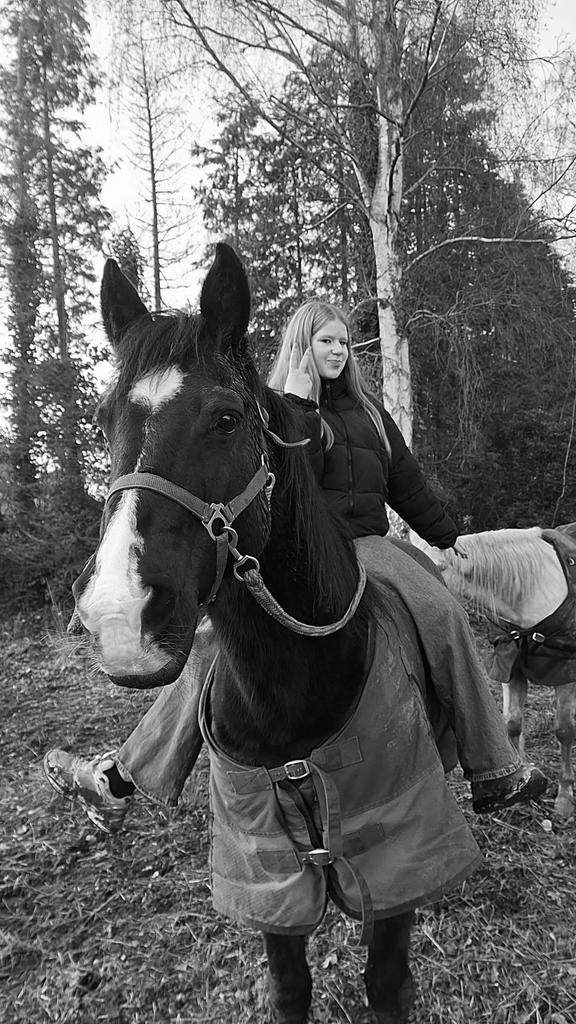 Ik zoek het perfecte verzorgpaardje., Dieren en Toebehoren, Paarden, Minder dan 160 cm, Niet van toepassing, 3 tot 6 jaar, Meerdere dieren