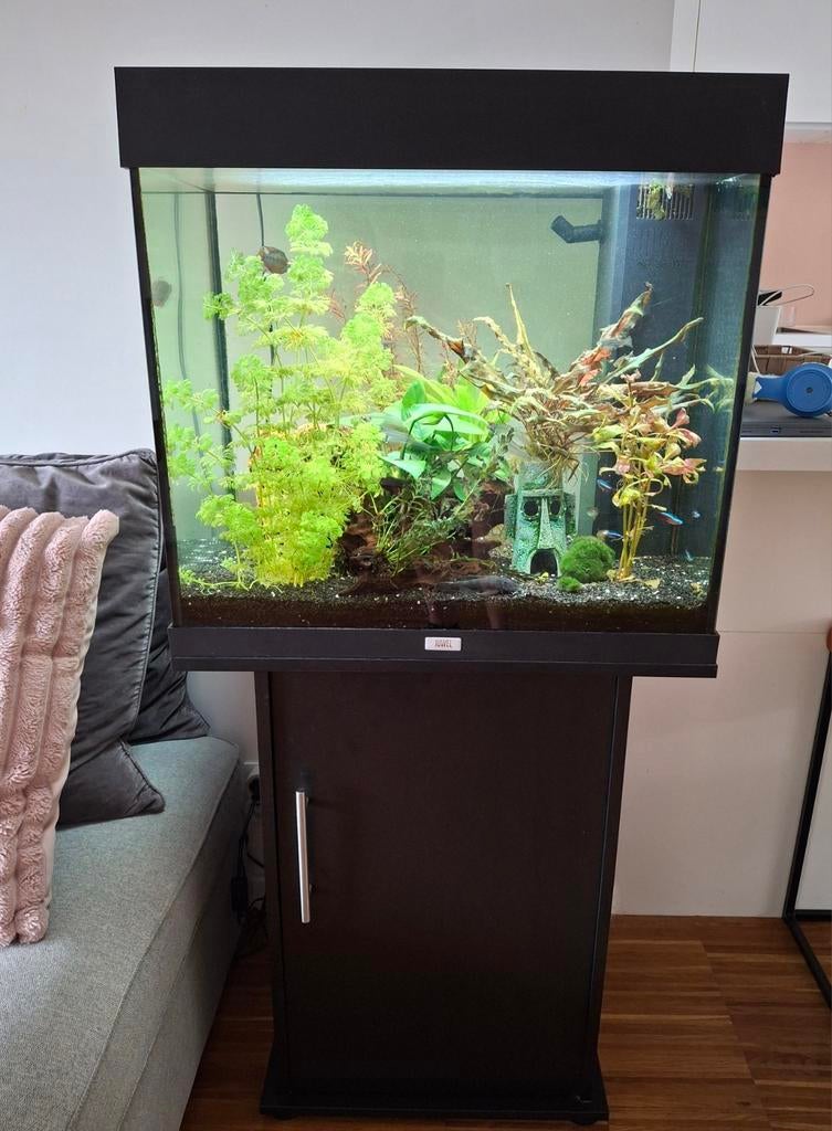 Aquarium (merk: Jewel) met zoetwatervissen & alle toebehoren, Dieren en Toebehoren, Ophalen, Zo goed als nieuw