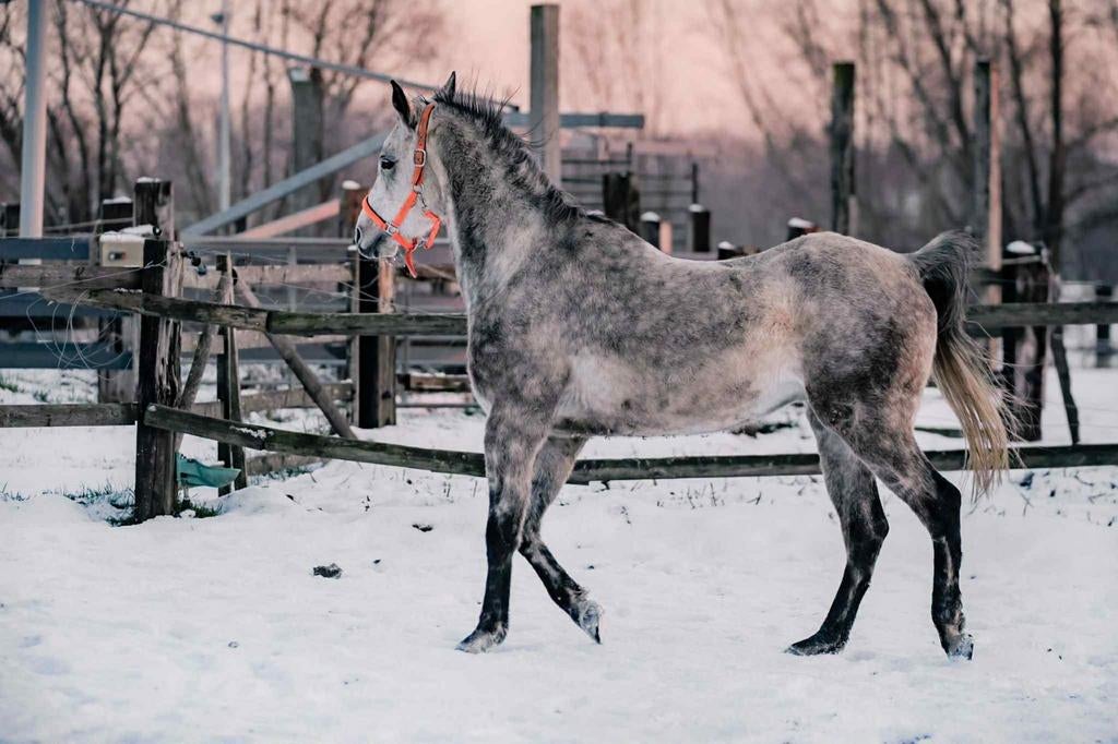 Speelse lieve Arabier, Dieren en Toebehoren, Pony's, Ruin