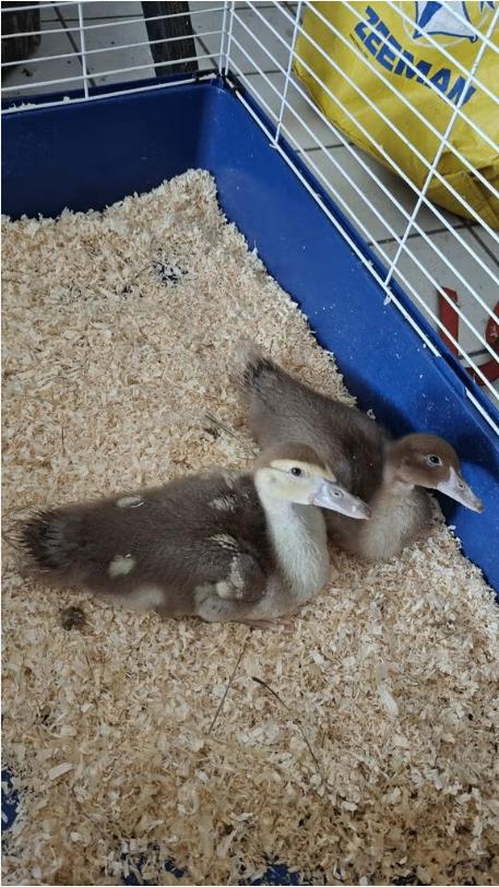 2 magnifiques jeunes canards barbares/musqués bruns, Plusieurs animaux, Canard