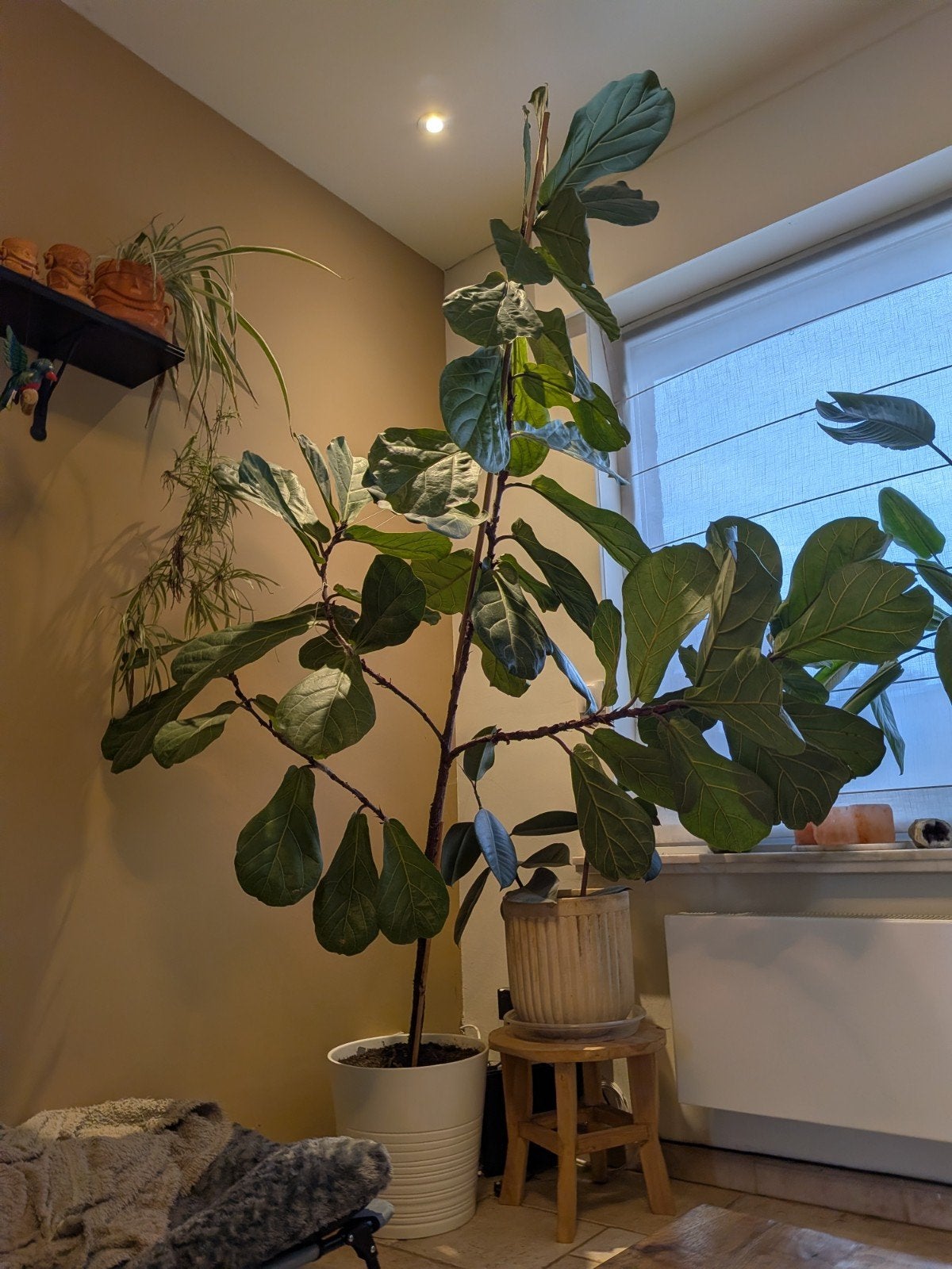 2m45 (grond tot top) meertakkige ficus, Ficus, En pot, Enlèvement, 200 cm ou plus
