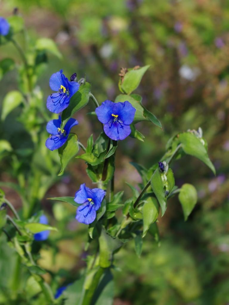 Commelina tuberosa, Volle zon, Vaste plant, Zomer, Ophalen