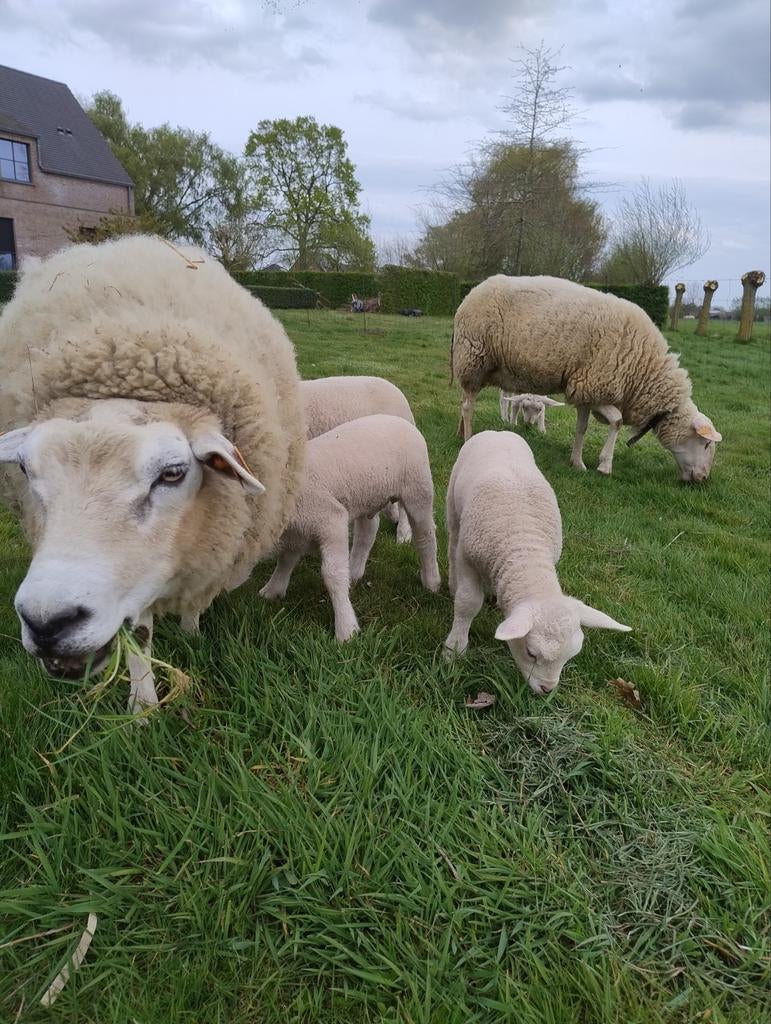 Gratis begrazing met schapen, Plusieurs animaux, Mouton, 0 à 2 ans