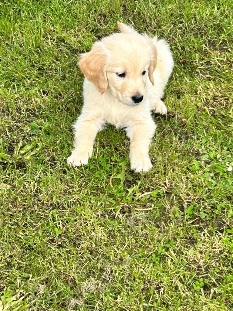Nestje golden retrievers met stamboom, Dieren en Toebehoren, Honden | Retrievers, Spaniëls en Waterhonden, België, 8 tot 15 weken
