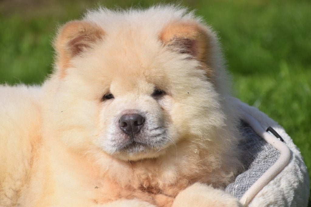 Nouveau nid pour chiots Chow-chow, 15 semaines à 1 an, Plusieurs animaux, Éleveur | Professionnel, Plusieurs