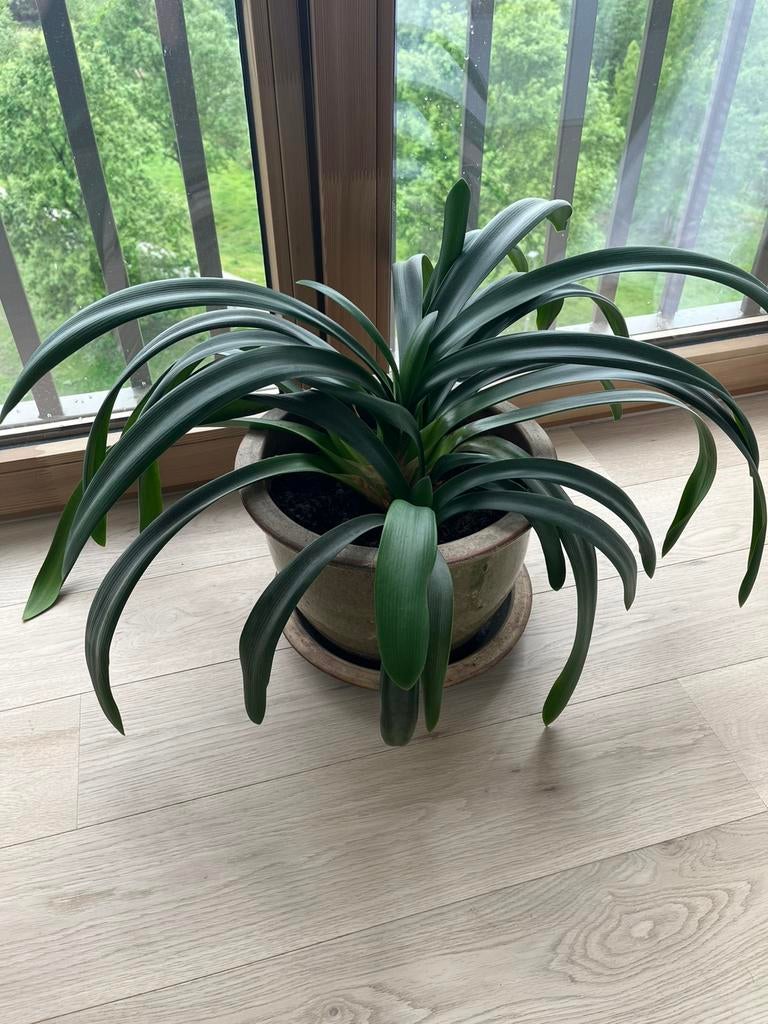 Clivia Miniata oranje, sint-jozefplant, excl. pot, Ophalen