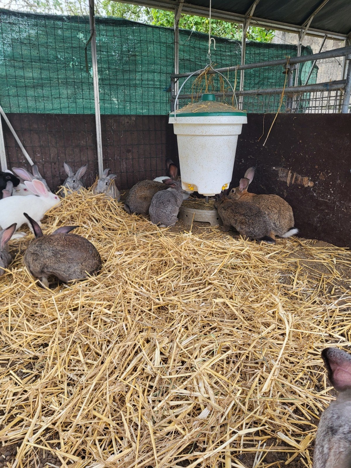 Konijnen te koop, Meerdere dieren, 0 tot 2 jaar