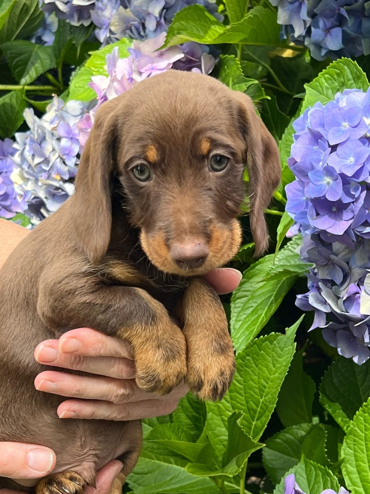 Mooie teckel pups particulier, Animaux & Accessoires, Chiens | Teckels & Bassets, Poils courts, Particulier, Standard, Hépatite contagieuse (maladie de Rubarth)