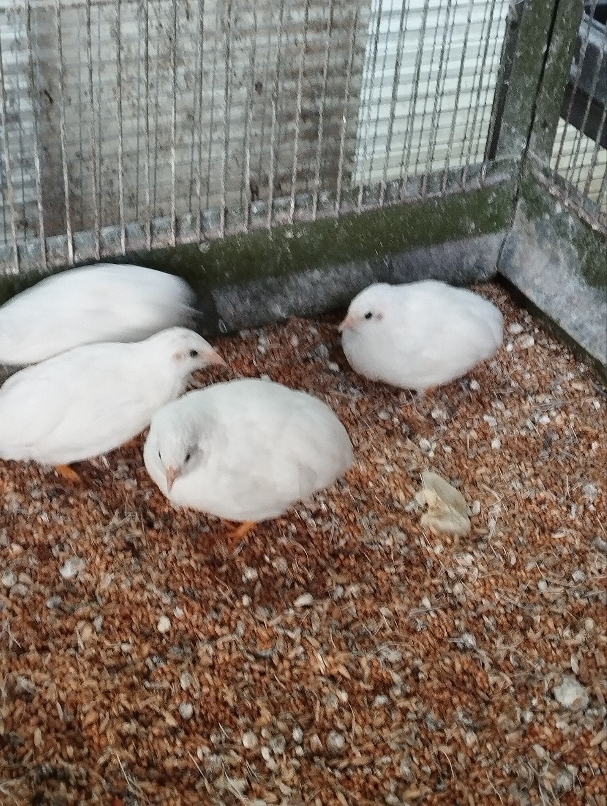 Chinese dwergkwartels, Dieren en Toebehoren