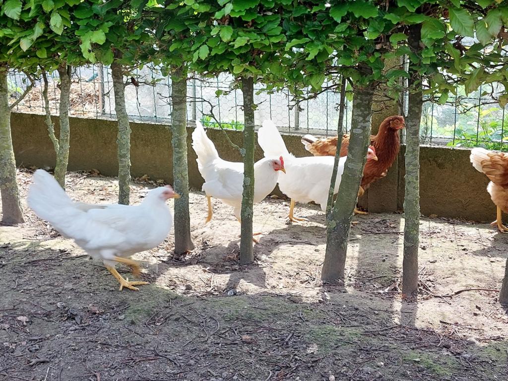 Witte legkippen, Dieren en Toebehoren, Pluimvee, Vrouwelijk, Kip