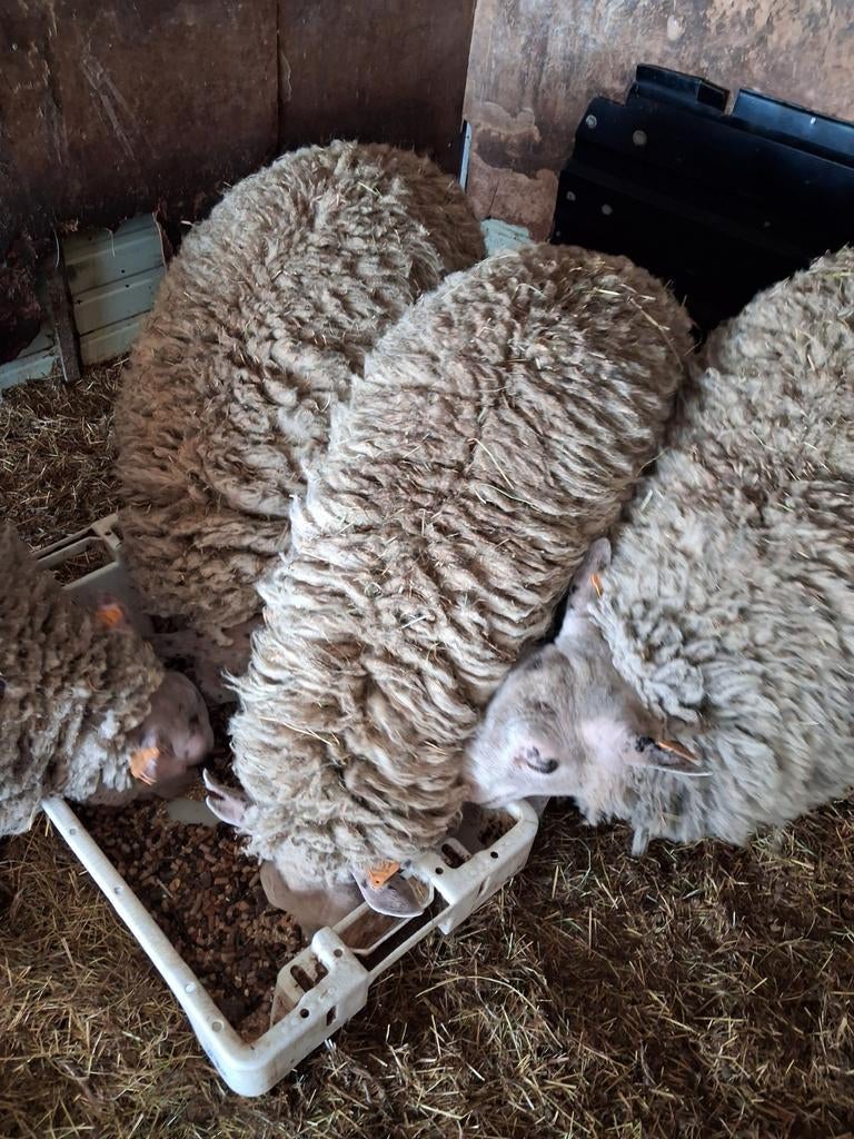 2 rammen klaar, Dieren en Toebehoren, Schapen, Geiten en Varkens