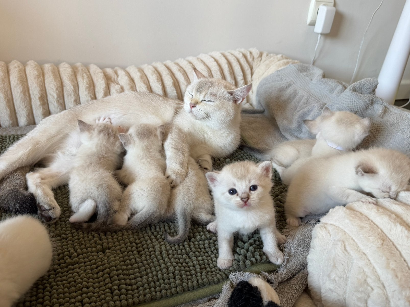 Brits Korthaar Point Kittens, Plusieurs animaux, Avec puce électronique, 0 à 2 ans