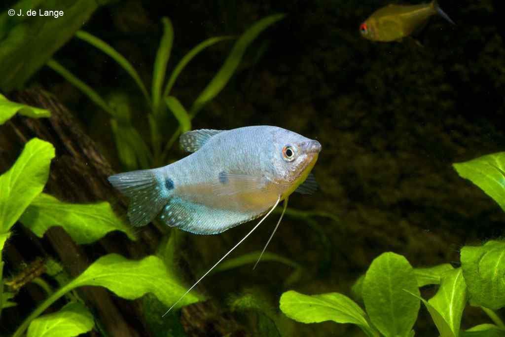 blauwe spat gourami te koop, Poisson, Poisson d'eau douce