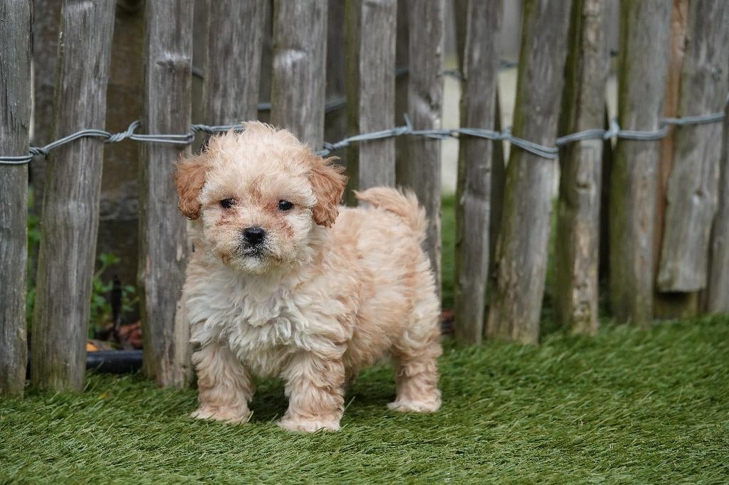Superbe chiot Maltipoo (100% belge), Belgique, Plusieurs, Hépatite contagieuse (maladie de Rubarth), Chienne