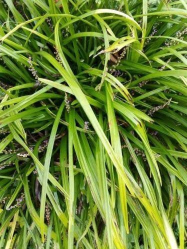 Liriope muscari, Ophalen, Volle zon, Vaste plant, Siergrassen