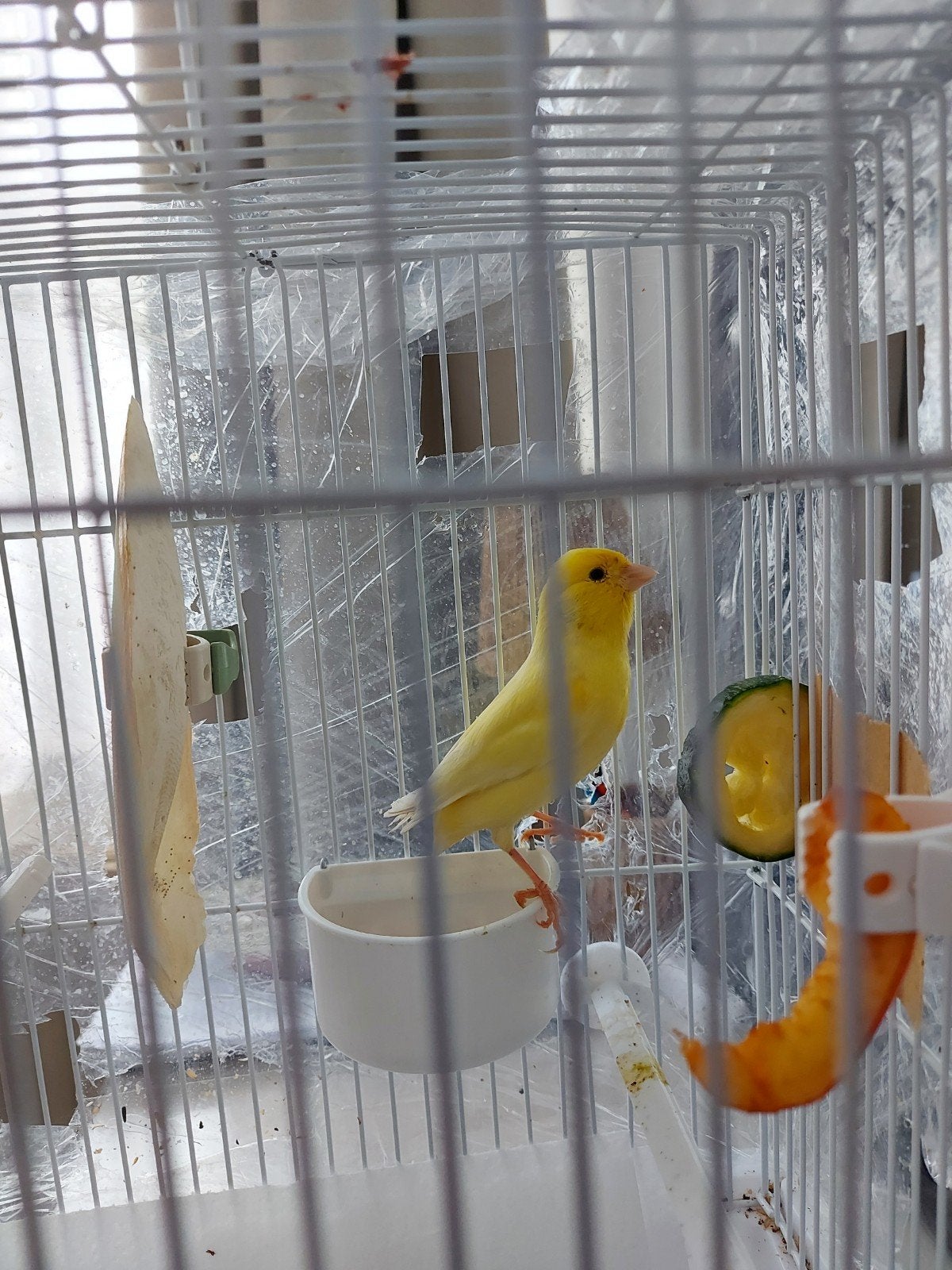 Canaris mâle, Animaux & Accessoires