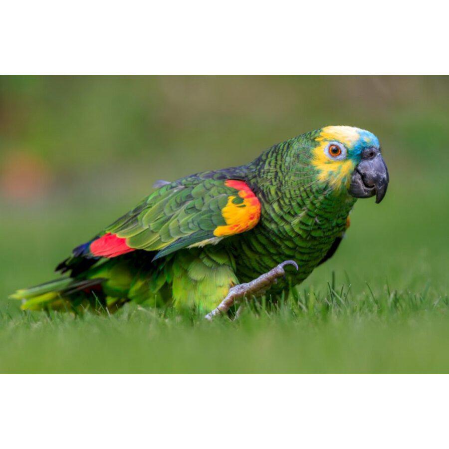 Gezocht, Dieren en Toebehoren
