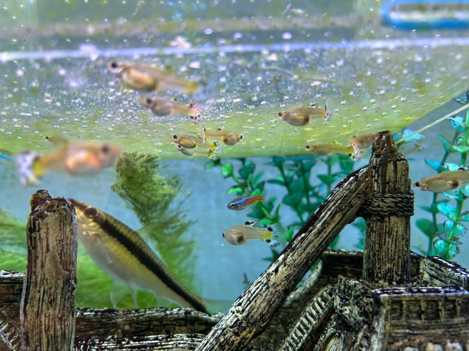 Guppy vissen vrouw, Autres espèces