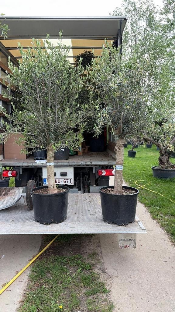 ‼️olijfbomen olea europaea aan stuntprijzen ‼️, Enlèvement