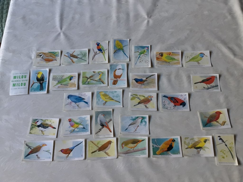 Chromo vogels milou bubble gum plaatjes 1970 prenten, Verzamelen, Foto's en Prenten, Ophalen of Verzenden