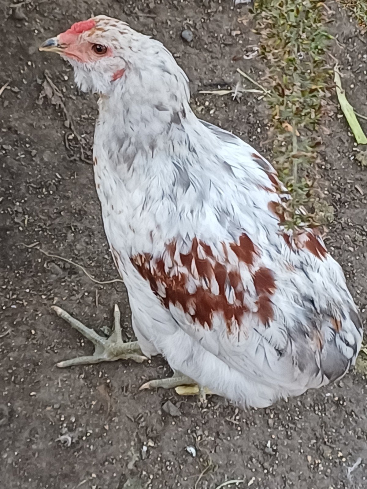 jonge haan, Dieren en Toebehoren, Pluimvee, Mannelijk, Kip