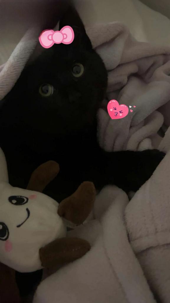 Kat, Enlèvement ou Envoi