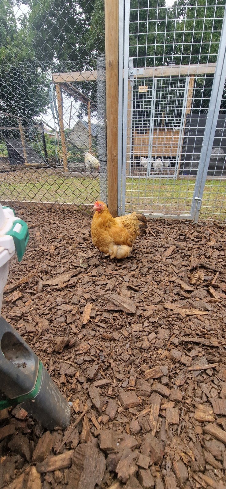 2 Cochin Krielen beschikbaar, Dieren en Toebehoren
