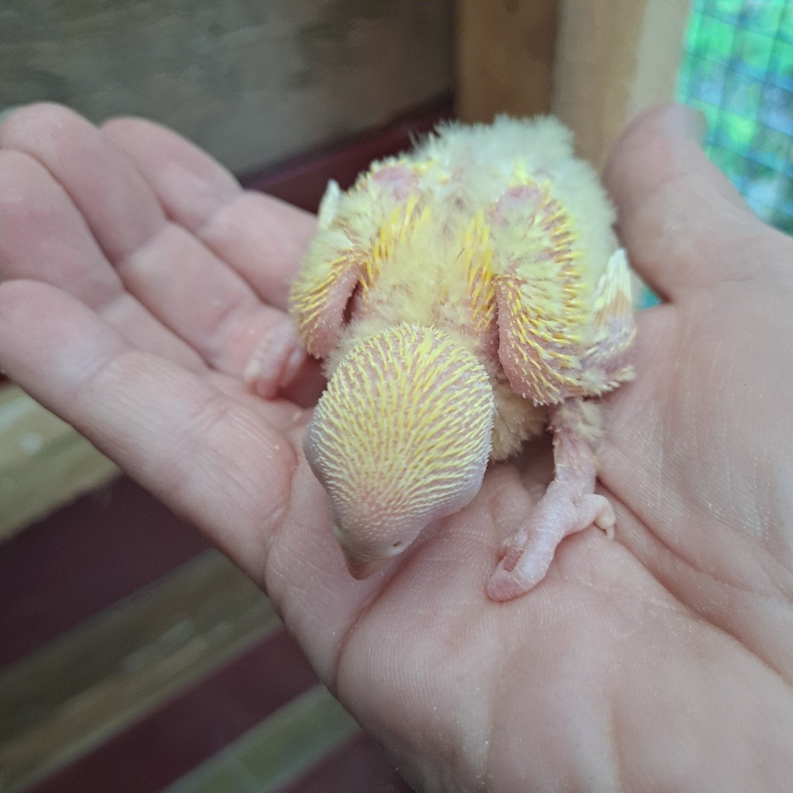 Agapornide roseicollis, Geslacht onbekend, Dwergpapegaai of Agapornis, Geringd