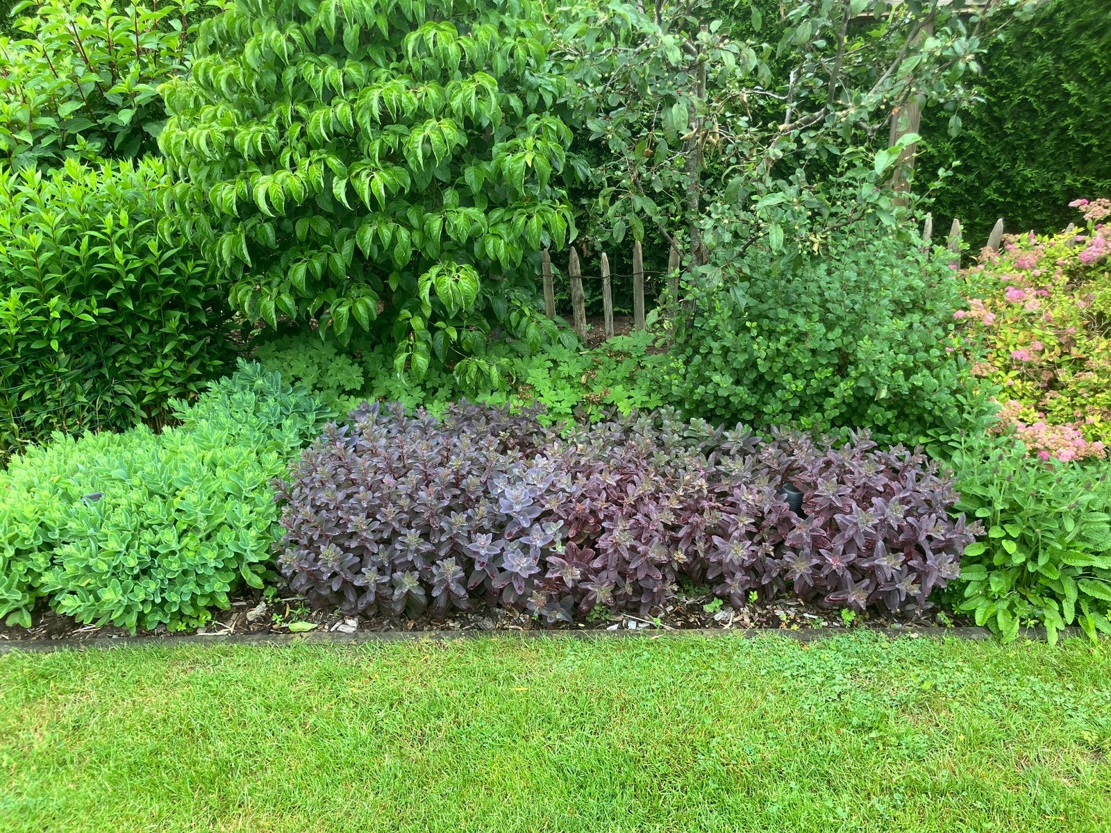 Sedum Purple Emperor, Ophalen, Vaste plant