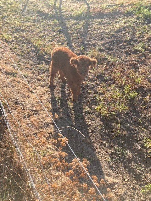 Schotse hooglander, Mannelijk, 0 tot 2 jaar