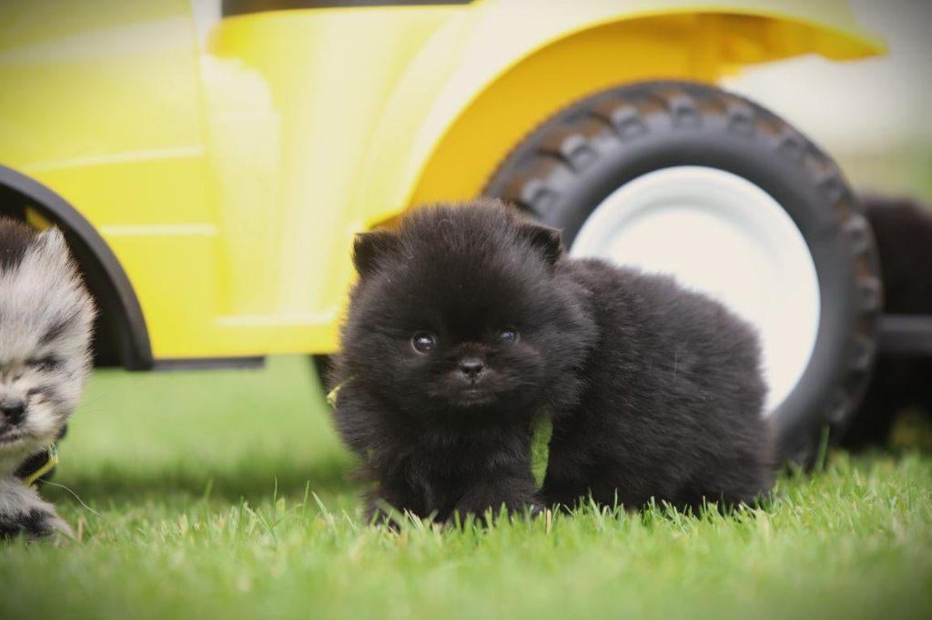 Dwergkees, Pomeriaan, Pomeranian pups, Parvo, België, Keeshond, 8 tot 15 weken