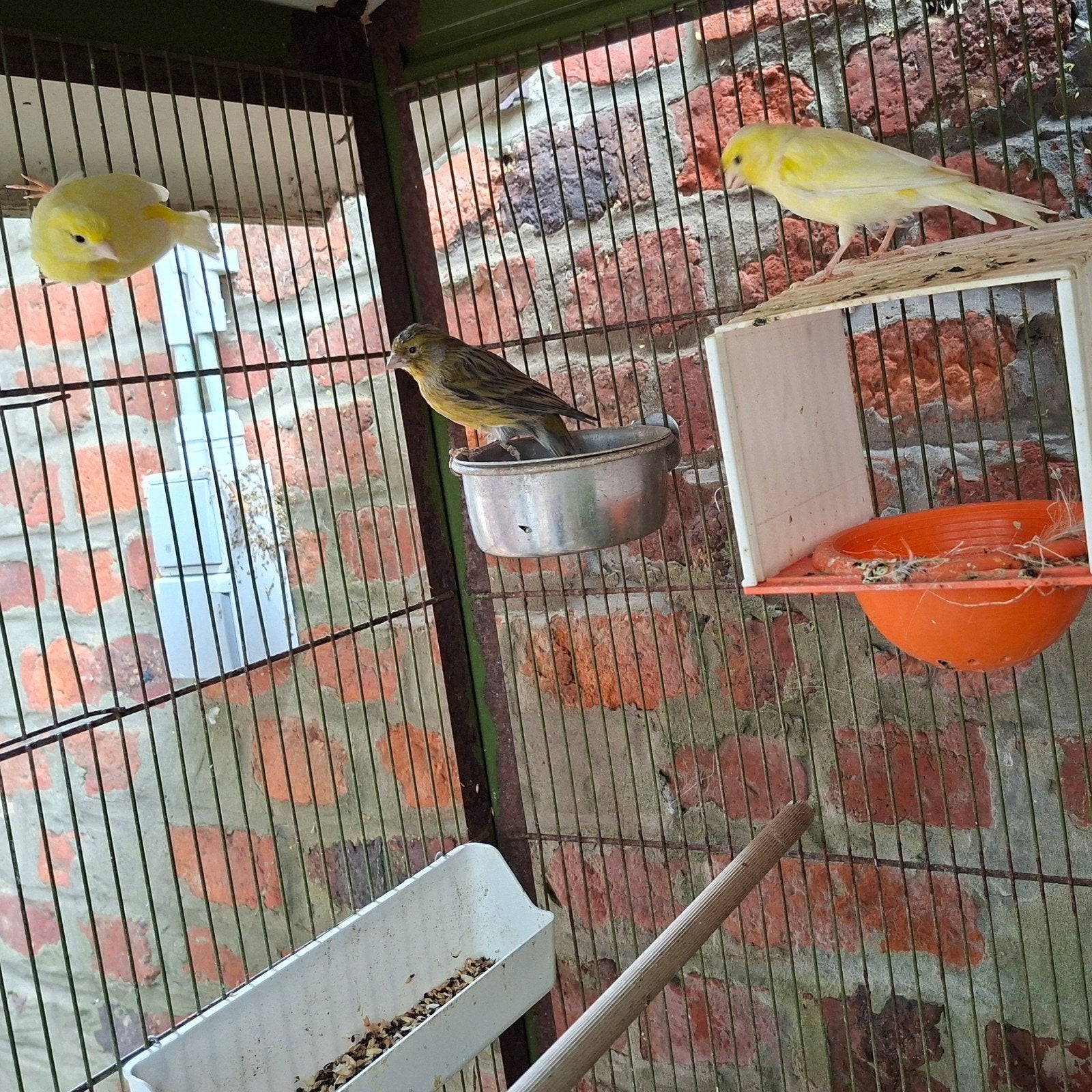 4 canaris, Plusieurs animaux, Canari de couleur