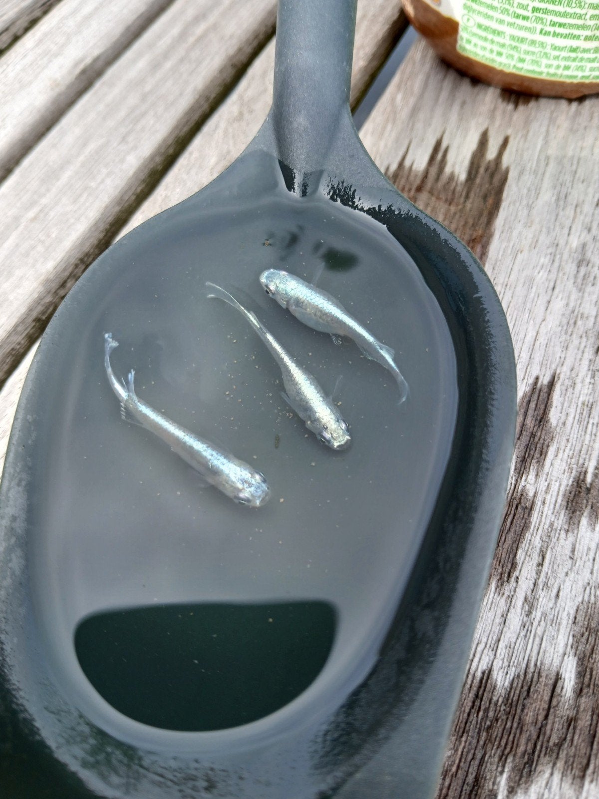 Platinum white medaka, pasgeboren jongen, Dieren en Toebehoren, Vissen | Vijvervissen, Overige soorten