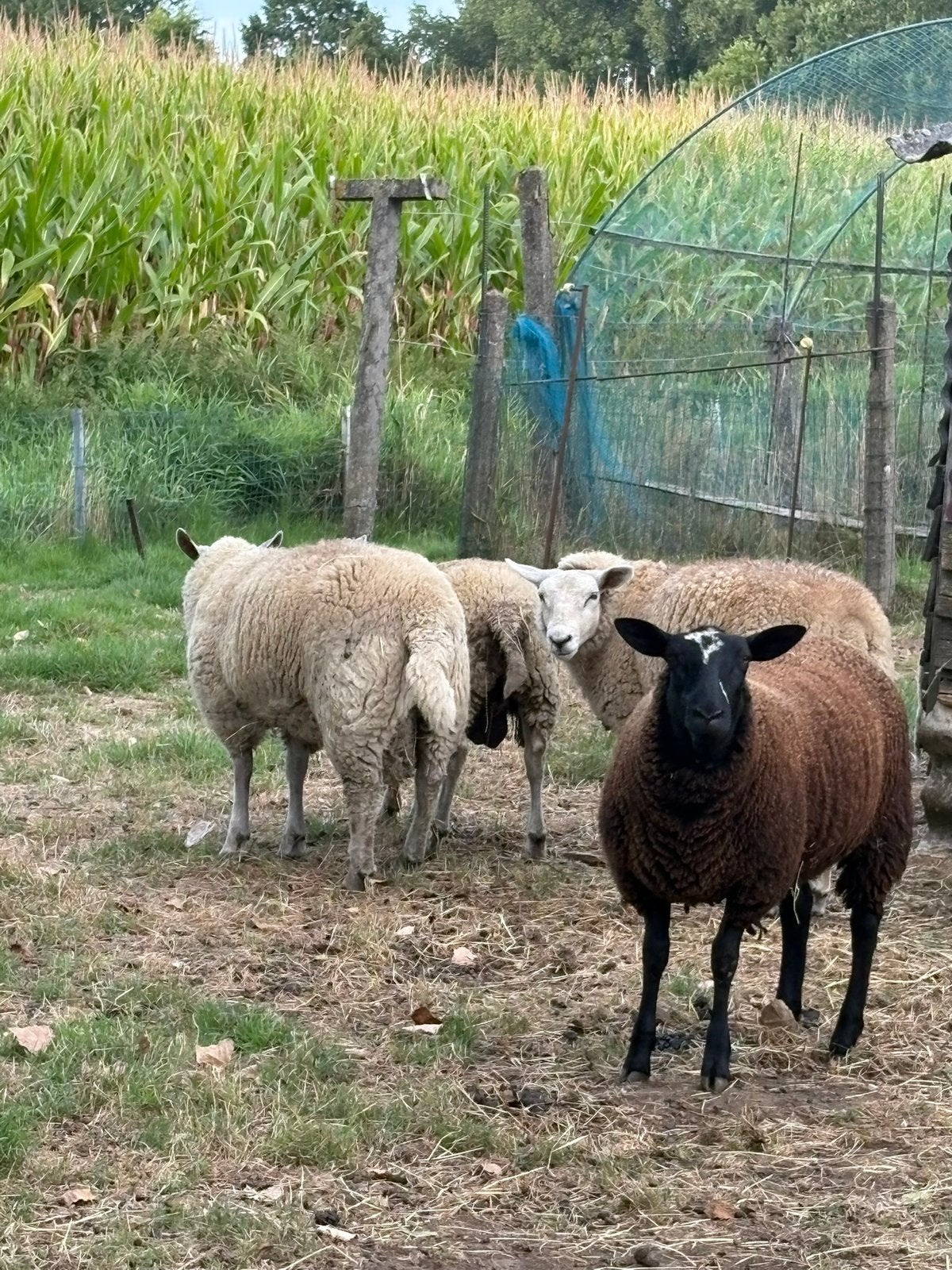 TE KOOP – 4 JONGE SCHAPEN VAN 8 MAANDEN!, Mâle, Mouton, 0 à 2 ans