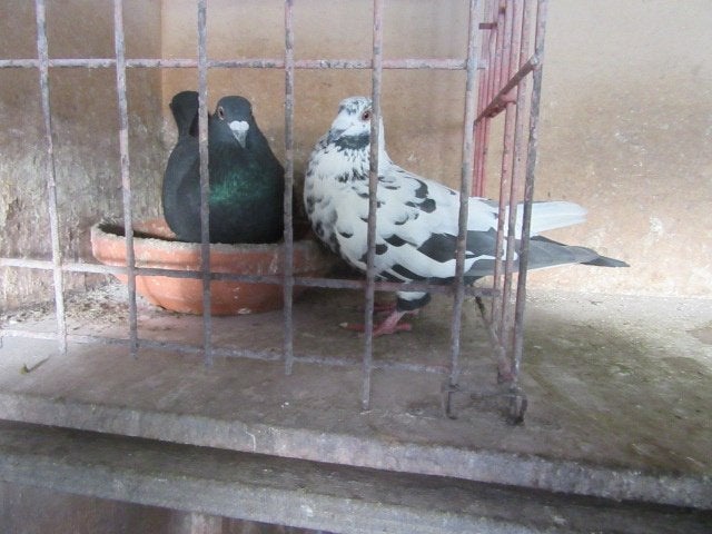 Vliegduiven koppels en losse, Animaux & Accessoires, Oiseaux | Pigeons