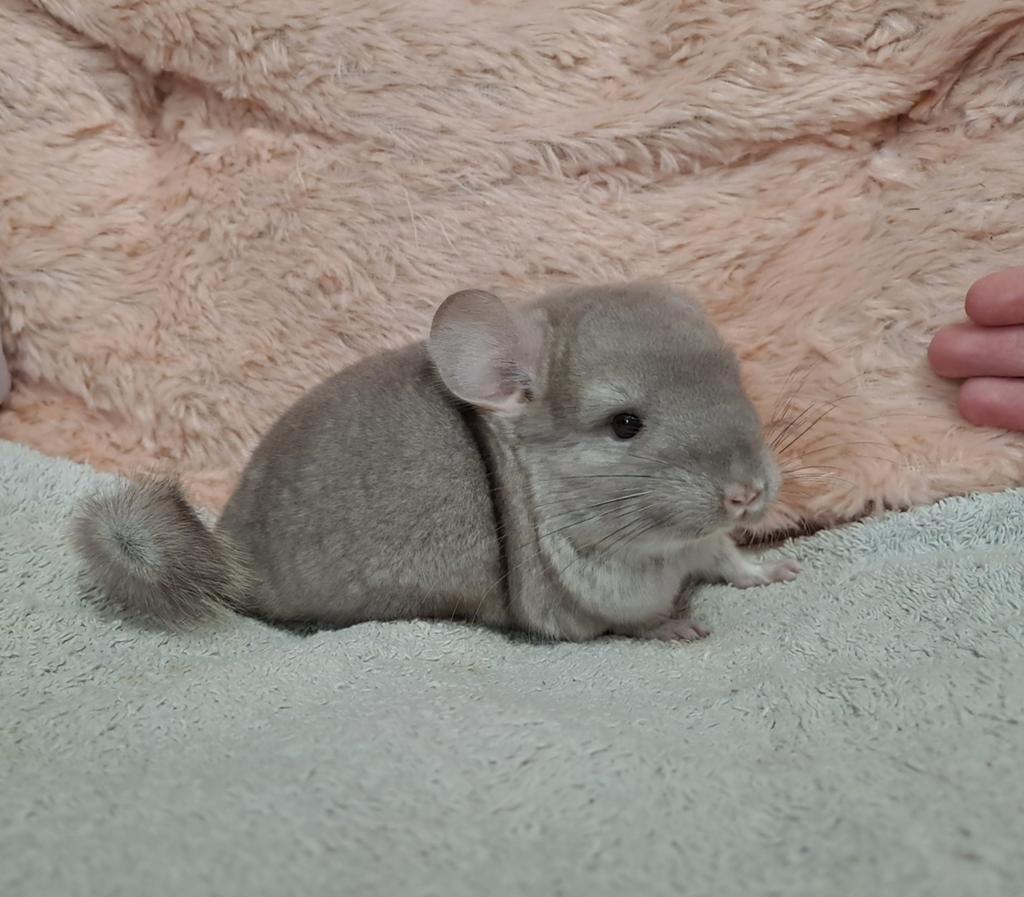 Chinchilla baby meisje, alvast te reserveren!, Chinchilla, April, Vrouwelijk, Tam