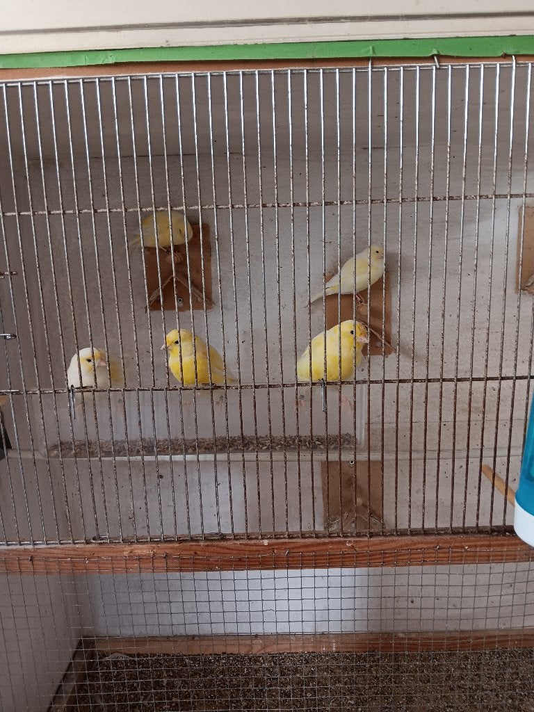 yorken, Meerdere dieren, Postuurkanarie