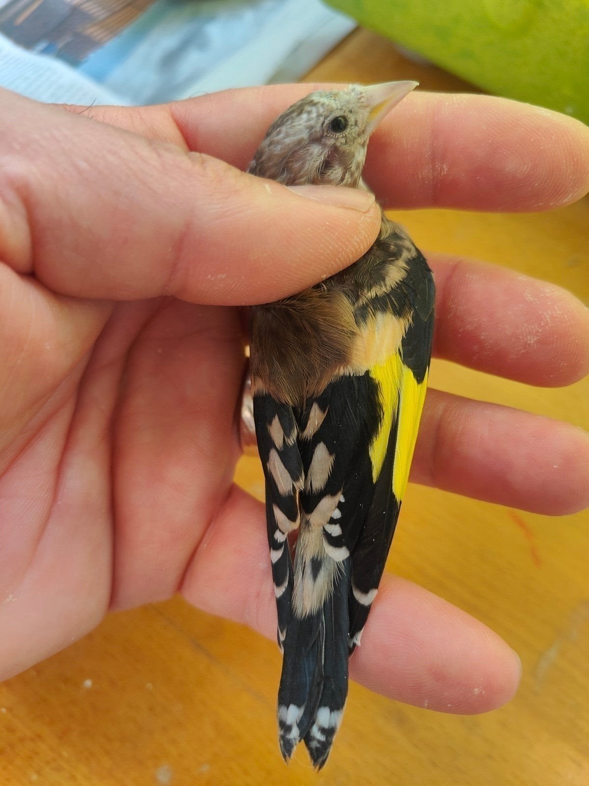 Jonge distelvink