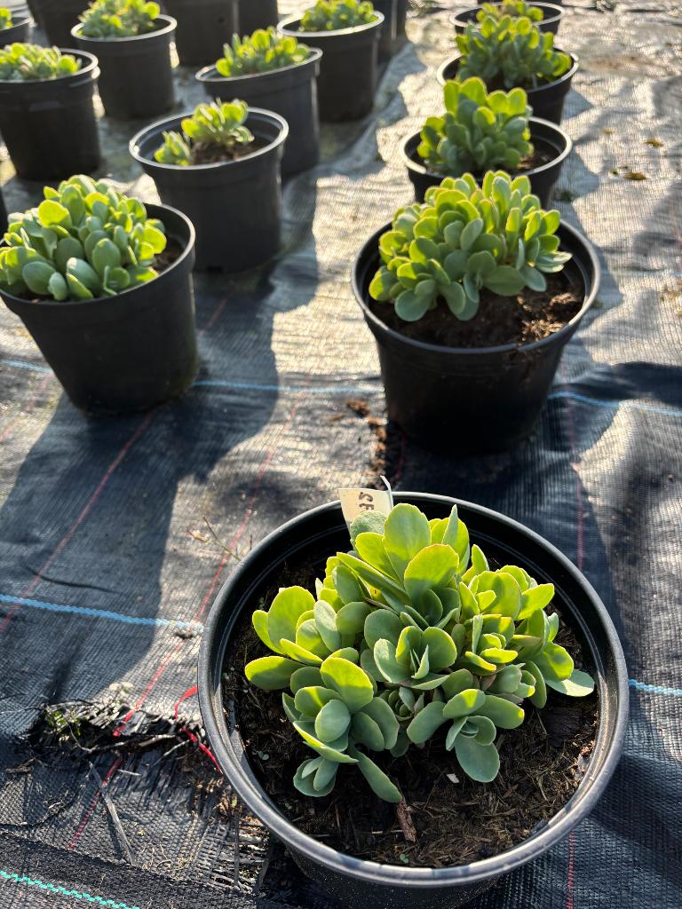 Sedum, Tuin en Terras, Planten | Tuinplanten, Ophalen