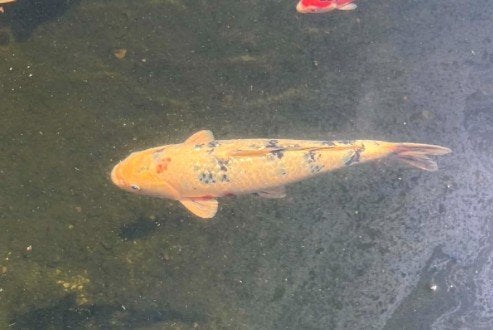 Japanse koi 40cm, Dieren en Toebehoren, Karper of Koi