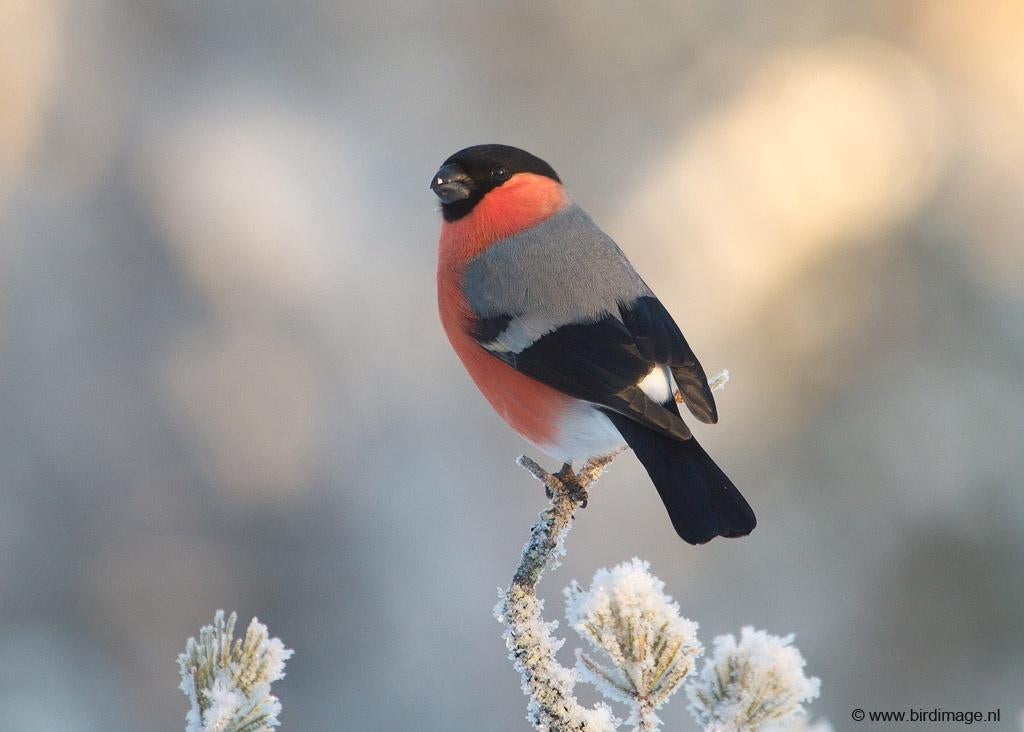 koppel wildkl goudvinken, Dieren en Toebehoren, Meerdere dieren, Wildzangvogel