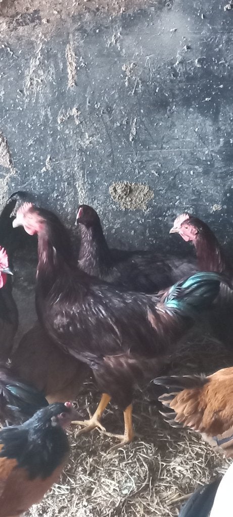 Rhode Island hanen, Mâle, Poule ou poulet