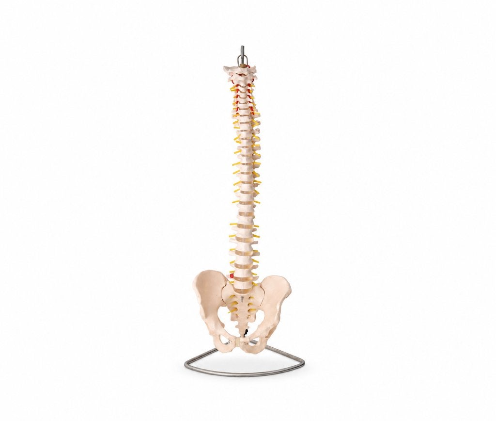 Anatomisch model van een menselijke wervelkolom, Ophalen, Gebruikt