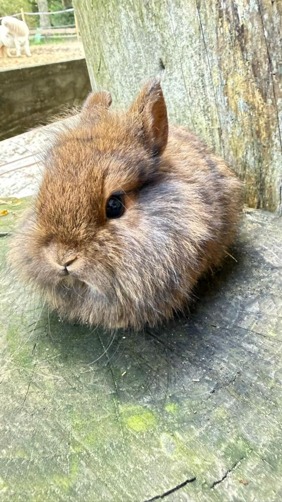 kleurdwerg konijntjes te koop!, Dieren en Toebehoren, Konijnen