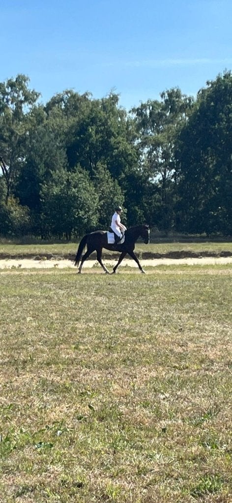 lieve merrie te koop - 11 jaar, Dieren en Toebehoren, Paarden, Merrie, L, 165 tot 170 cm, 11 jaar of ouder