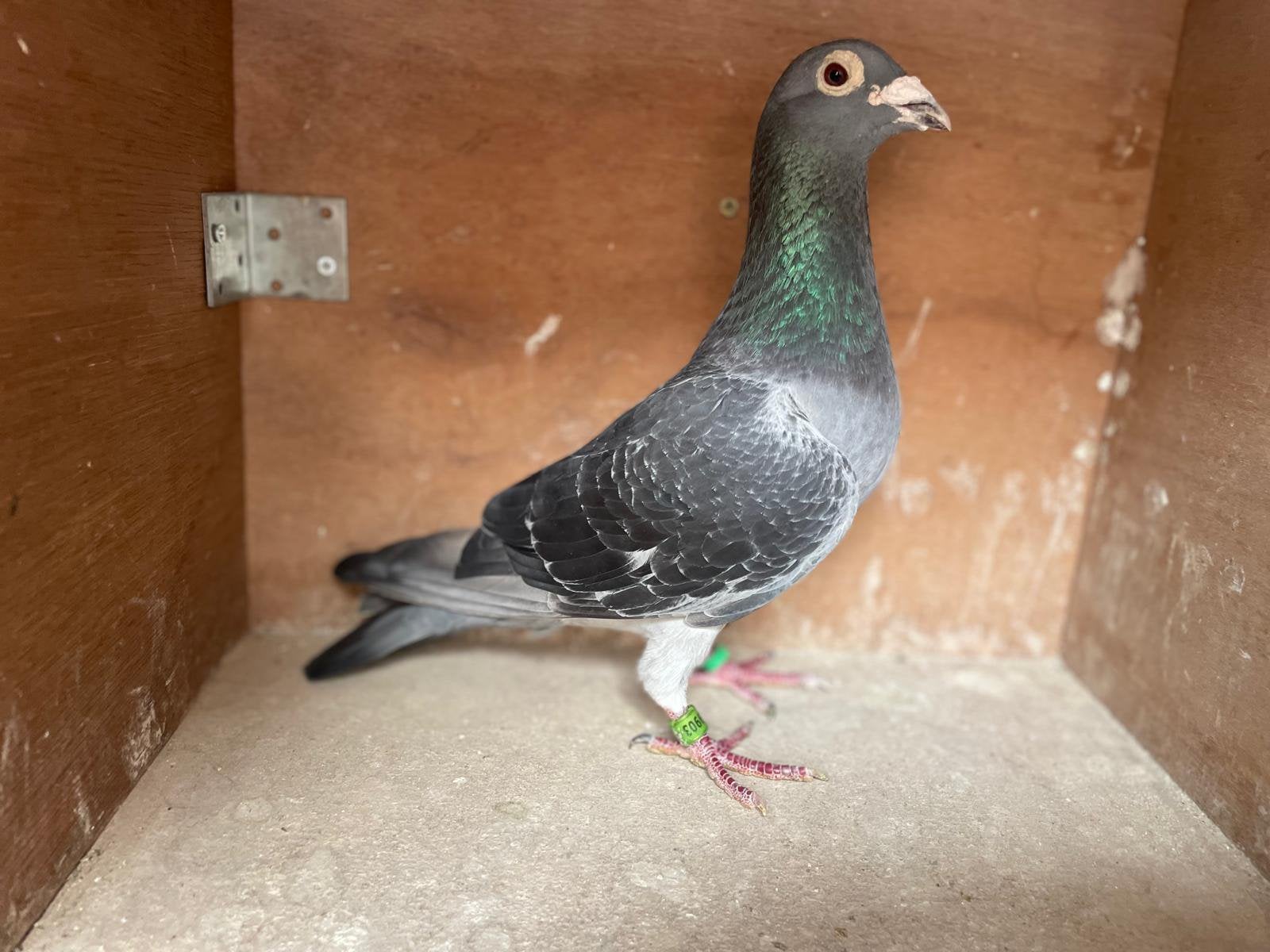 Zwarte duiver voor de FOND!